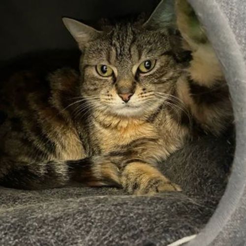 Magnolia - Domestic Short Hair Cat