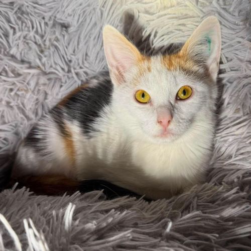 Liberty - Domestic Short Hair (DSH) Cat