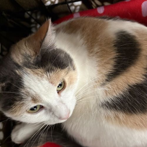 Willow - Domestic Short Hair (DSH) Cat
