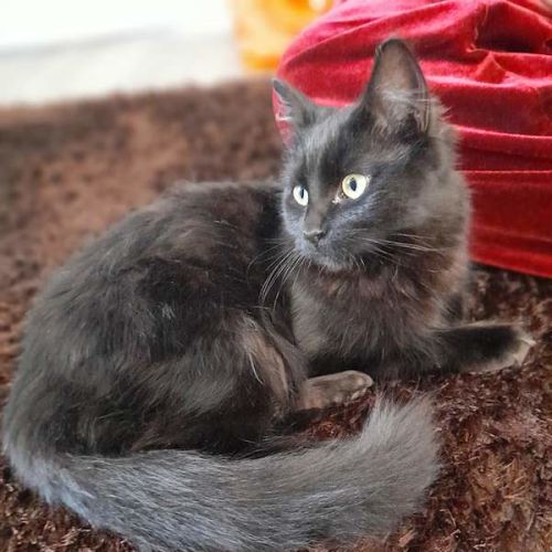 Raven - Domestic Medium Hair (DMH) Cat