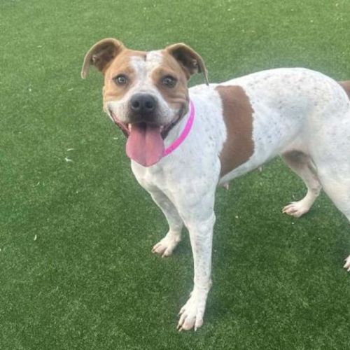 Versace imp 162 - American Staffordshire Terrier Dog