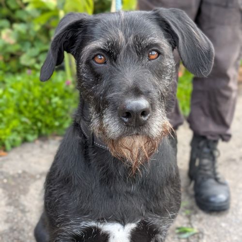Ivy - Irish Wolfhound Dog