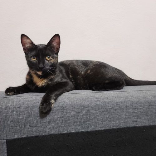 Azalea💗 - Domestic Short Hair (DSH) Cat