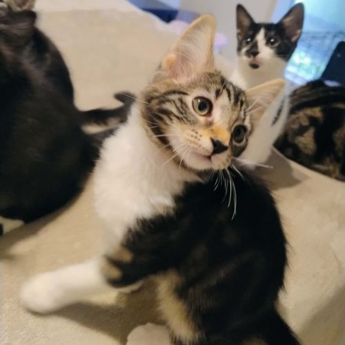 Jellybean - Domestic Short Hair (DSH) Cat