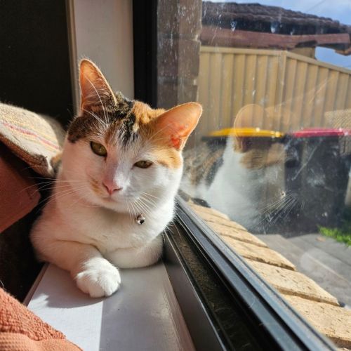 Olive - Domestic Short Hair (DSH) Cat