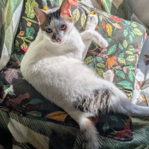 Gus - Domestic Short Hair (DSH) Cat