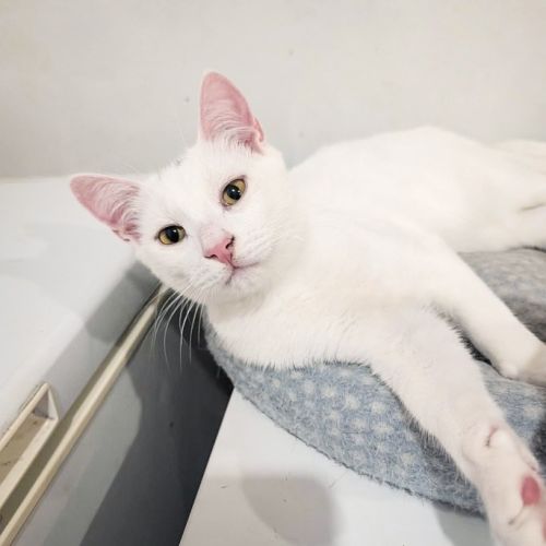 Buckley - Domestic Short Hair (DSH) Cat