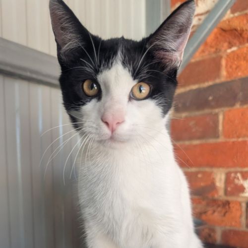 Nell  - Domestic Short Hair (DSH) Cat