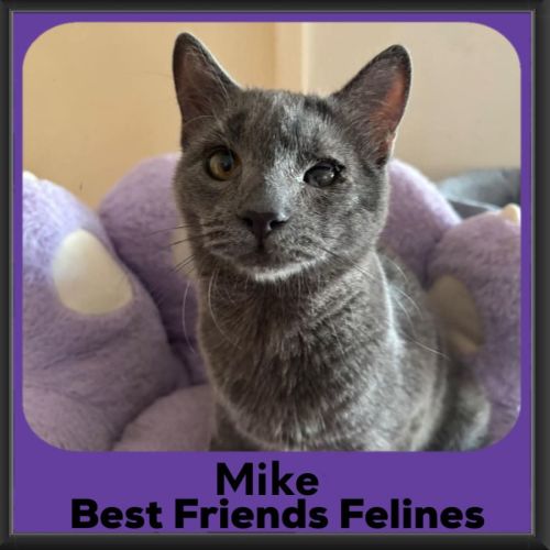 Mike - Domestic Short Hair (DSH) Cat