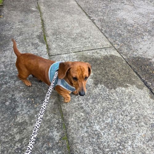 Raya - Dachshund (Miniature) Dog