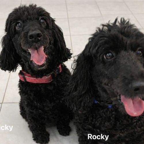Ricky - Dachshund x Poodle Dog