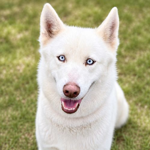 Snow - White Swiss Shepherd Dog