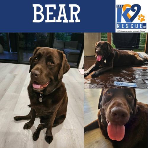 Bear - Labrador Retriever Dog