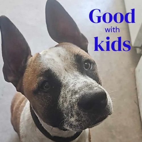Buddy - Cattle Dog