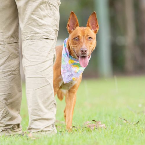 Nova - Australian Kelpie Dog