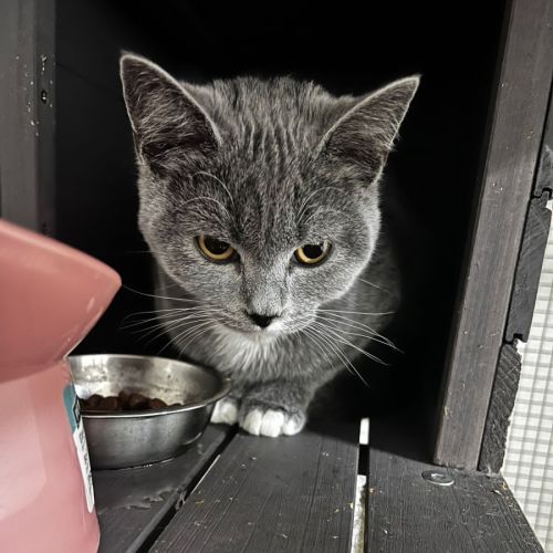 Bella - British Shorthair Cat