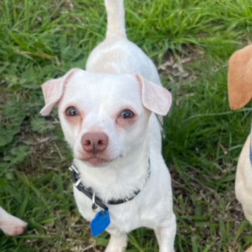 Atlas (In Foster Care) (On Hold) - Chihuahua x Dachshund Dog