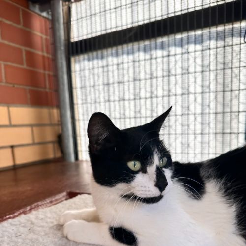 Sally - Domestic Short Hair (DSH) Cat