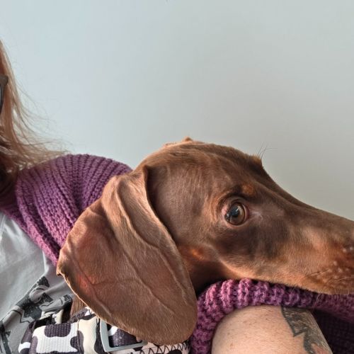 Milo - Dachshund (Miniature) Dog