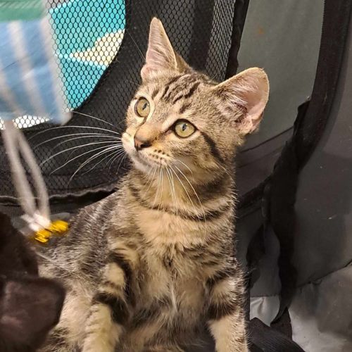 Rory - Domestic Short Hair Cat