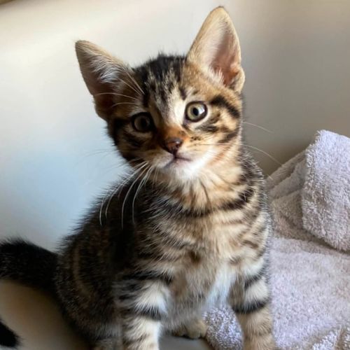 Bentley - Domestic Short Hair (DSH) Cat
