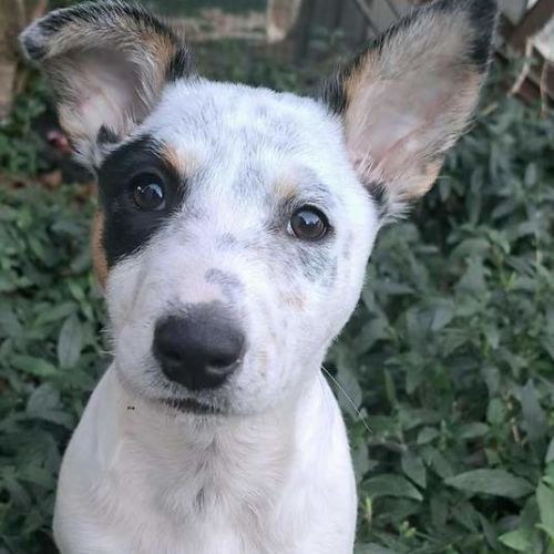 Imogen - Australian Cattle Dog