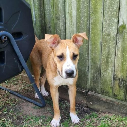 Stella - Bull Arab x Staffordshire Bull Terrier Dog