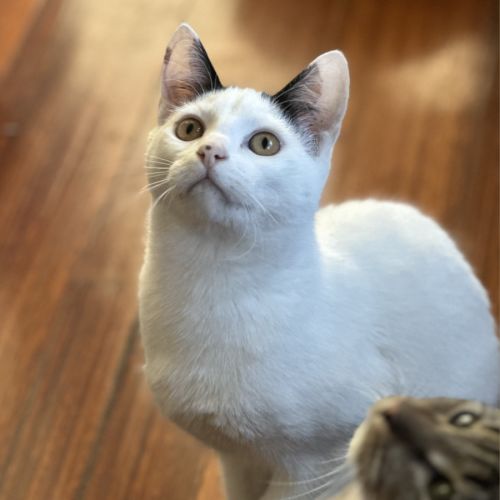 Patterson - Domestic Short Hair (DSH) Cat