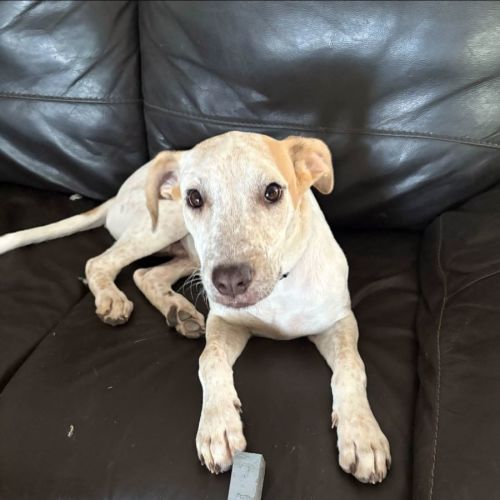 Pedro - Australian Cattle Dog