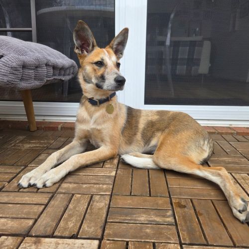 Althira - Australian Cattle Dog