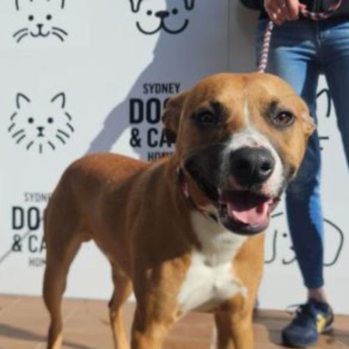 Bear - Staffordshire Bull Terrier Dog