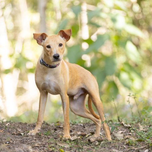 Copper - Australian Kelpie Dog