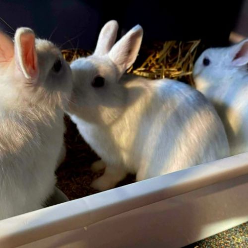 Elizabeth,  Harriet, Scylla & Calypso - Netherland Dwarf Rabbit