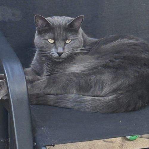 Kava - Domestic Short Hair (DSH) Cat