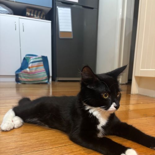 Hux  - Domestic Short Hair (DSH) Cat