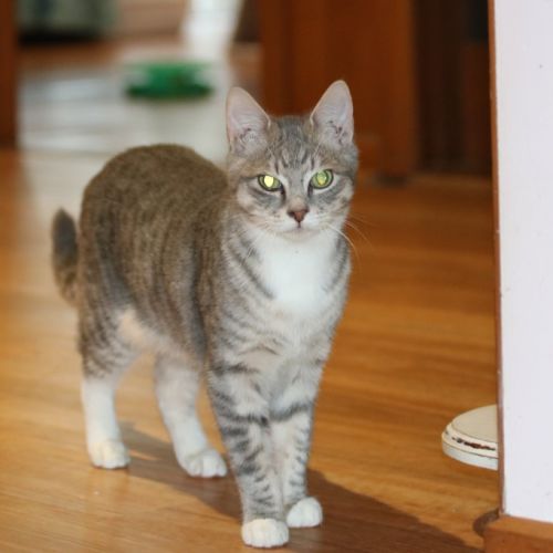 Antony Bridgerton - Domestic Short Hair (DSH) Cat
