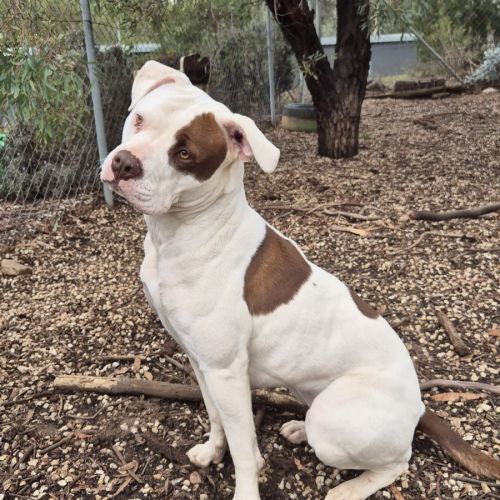 Ruby - American Bulldog