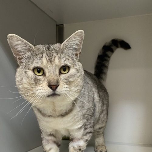Big Man - Domestic Short Hair Cat