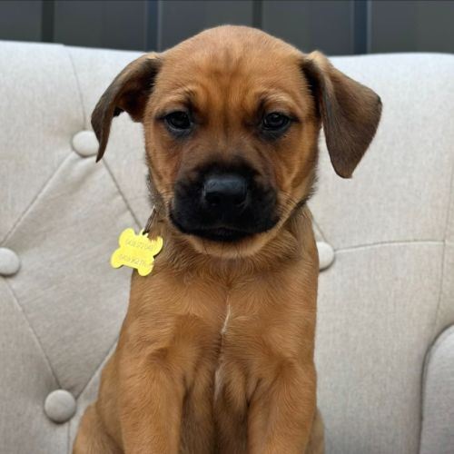 Formica - American Bulldog x Australian Kelpie Dog