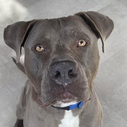Abbott - American Staffordshire Terrier Dog