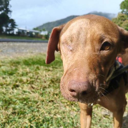 Autumn - Hungarian Vizsla Dog