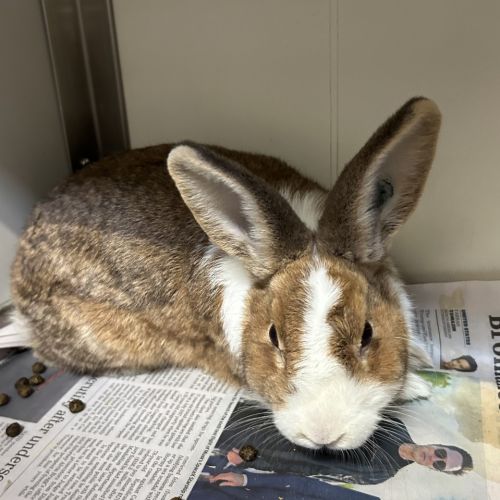 Captain Carrot - Rabbit   Domestic Rabbit