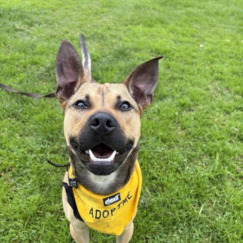 Bruce - Kelpie x American Staffordshire Terrier Dog