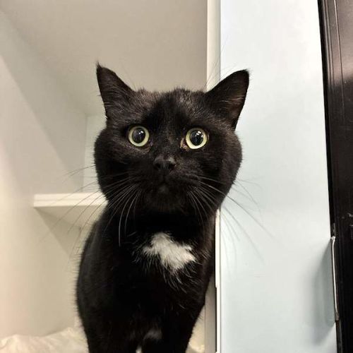 Boogie - Domestic Short Hair (DSH) Cat