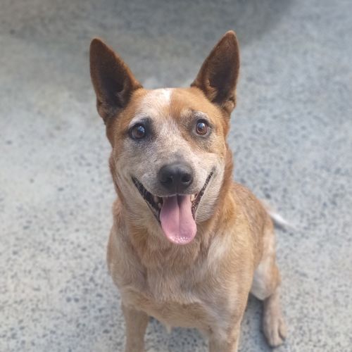 Megz - Heeler Dog