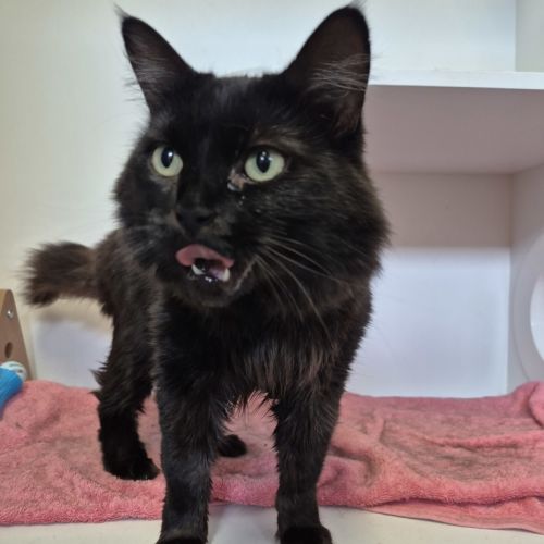 Super Fluff - Domestic Longhair Cat