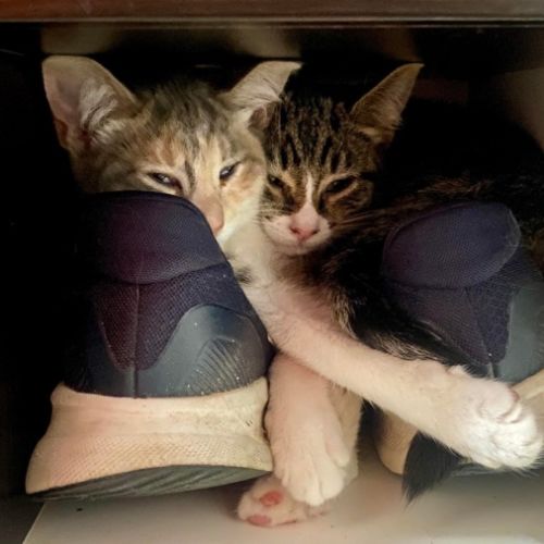 Tay Tay & Britney  - Domestic Short Hair (DSH) Cat