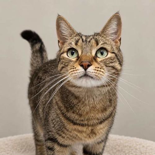 Luna - Domestic Short Hair (DSH) Cat