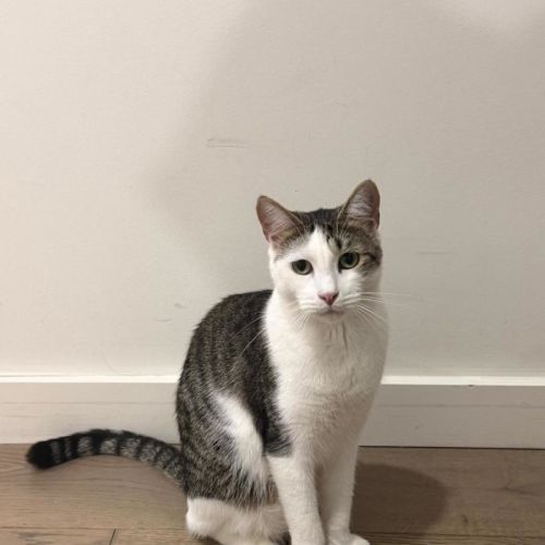 Mia Boy - Domestic Short Hair (DSH) Cat