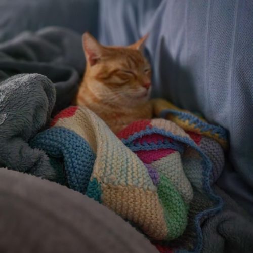 Boss💗 - Domestic Short Hair (DSH) Cat